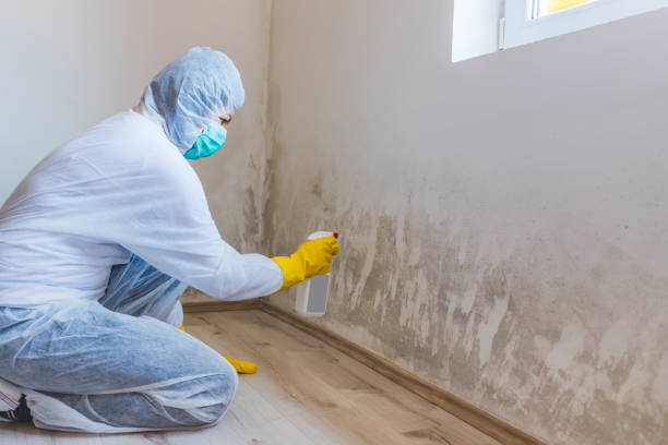 Licensed Basement Mold Remediation service in Louisville, TN - WQB Mold Removal