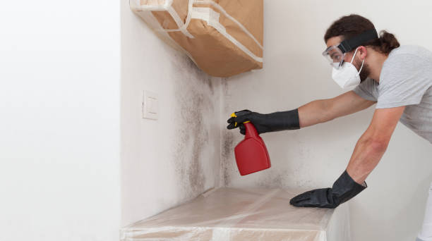 Professional Basement Mold Remediation technician working in Louisville, TN