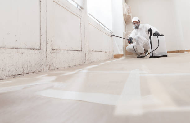 24/7 Emergency Basement Mold Remediation experts in Louisville, TN