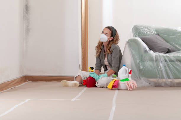 Reliable Basement Mold Remediation contractor in Louisville, TN by WQB Mold Removal