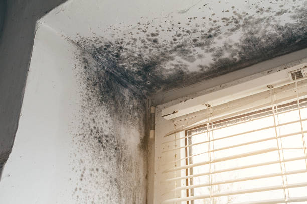 Affordable Basement Mold Remediation solutions in Louisville, TN