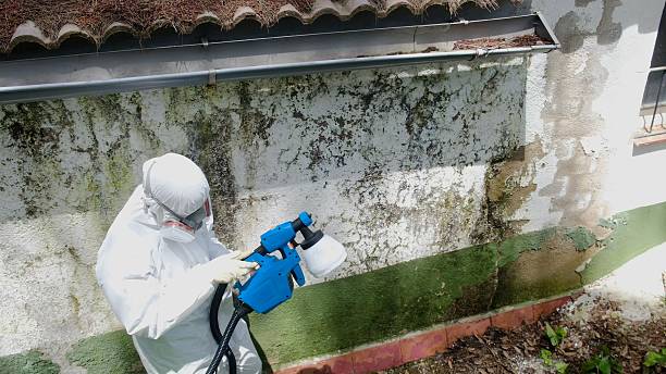 Top rated local Basement Mold Remediation specialists in Louisville, TN